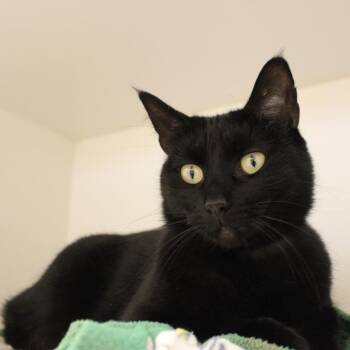 Amelia -  Domestic Short Hair Cat for Adoption in Champaign, Illinois - Amelia | PetCurious