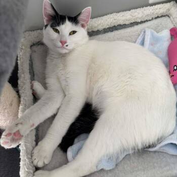 Domestic Short Hair Cats Available for Adoption - Marilyn Monroe | PetCurious