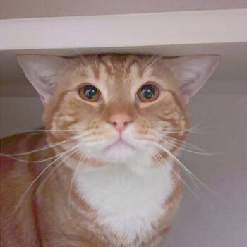 Corn Snake -  Domestic Short Hair Cat for Adoption in Providence, Rhode Island - Corn Snake | PetCurious
