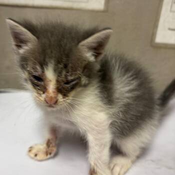 Sam -  Domestic Short Hair Cat for Adoption in Yuma, Arizona - Sam | PetCurious