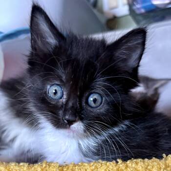 Domestic Medium Hair and Domestic Long Hair Cats Available for Adoption - Penne | PetCurious