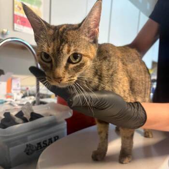 Gravel -  Domestic Short Hair Cat for Adoption in Huntington, West Virginia - Gravel | PetCurious