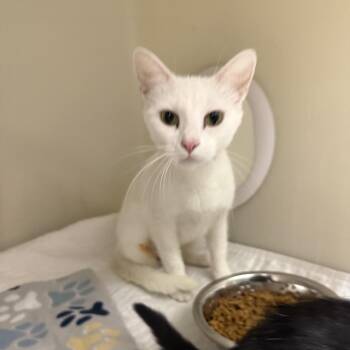 Sugar -  Domestic Short Hair Cat for Adoption in Jacksboro, Tennessee - Sugar | PetCurious