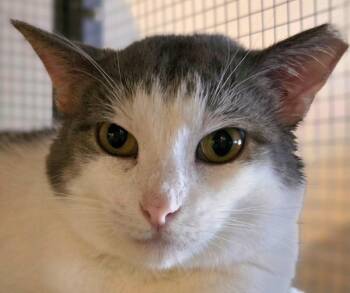 Rescue Domestic Short Hair Cats for Adoption in Wauwatosa, Wisconsin - Robert | PetCurious