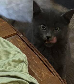 Domestic Short Hair Cats Available for Adoption in Vancouver, Washington - Sterling | PetCurious