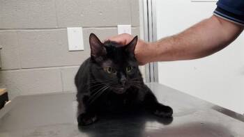 SCAT CAT -  Domestic Short Hair Cat for Adoption in Aurora, Illinois - SCAT CAT | PetCurious