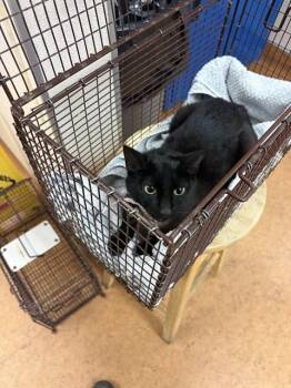 FIFI -  Domestic Short Hair Cat for Adoption in Sacramento, California - FIFI | PetCurious