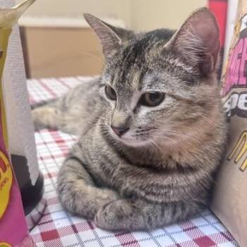 Rescue Domestic Short Hair Cats for Adoption in Liverpool, Texas - Princess | PetCurious