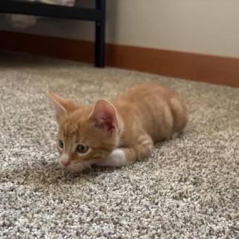 Sol -  Domestic Short Hair Cat for Adoption in Mondovi, Wisconsin - Sol | PetCurious