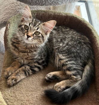 Rescue Tabby and Domestic Medium Hair Cats for Adoption in Magnolia Springs, Alabama - Mimi | PetCurious