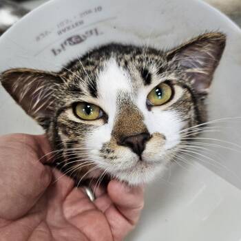 Cam -  Domestic Short Hair Cat for Adoption in Gainesville, Florida - Cam | PetCurious