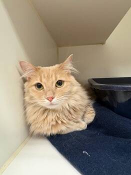 Oni  (Mint Hill) -  Domestic Long Hair Cat for Adoption in Johnson City, Tennessee - Oni  (Mint Hill) | PetCurious