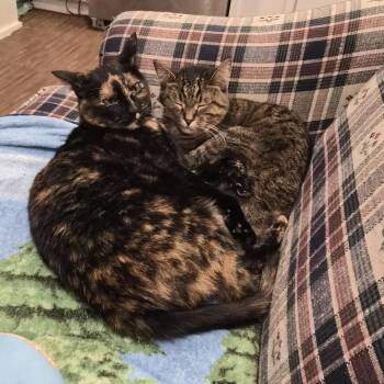 Tart -  Domestic Short Hair Cat for Adoption in Rochester, Minnesota - Tart | PetCurious