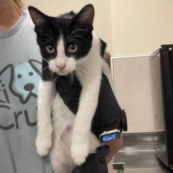 Keith -  Domestic Short Hair Cat for Adoption in Chicago, Illinois - Keith | PetCurious