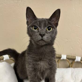 James -  Domestic Short Hair Cat for Adoption in Medford, Oregon - James | PetCurious