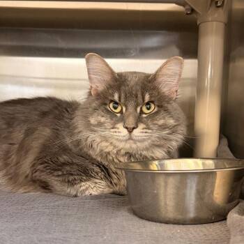 Russ -  Domestic Short Hair Cat for Adoption in Indianapolis, Indiana - Russ | PetCurious