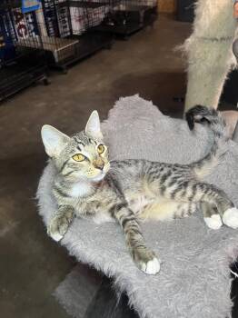 Captain -  Domestic Short Hair Cat for Adoption in Hammond, Louisiana - Captain | PetCurious