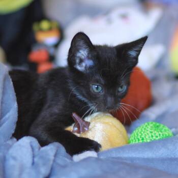 Bootsy - A HANDSOME & SWEET POLYDACTYL -  Domestic Short Hair Cat for Adoption in Boca Raton, Florida - Bootsy - A HANDSOME & SWEET POLYDACTYL | PetCurious