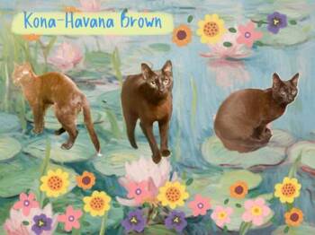 Domestic Short Hair Cats Available for Adoption in Wilkesboro, North Carolina - Kona | PetCurious
