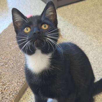 Buttons -  Domestic Short Hair Cat for Adoption in Cooperstown, New York - Buttons | PetCurious