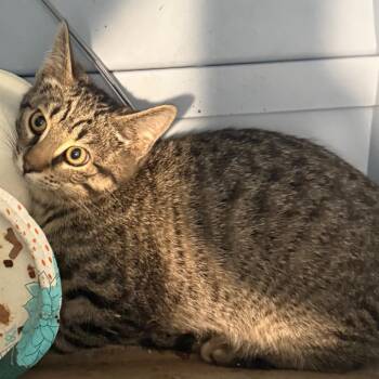Campbell -  Domestic Short Hair Cat for Adoption in Cedaredge, Colorado - Campbell | PetCurious