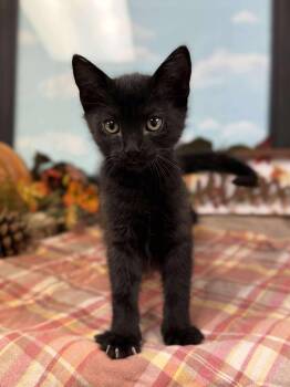 Rescue Domestic Short Hair Cats for Adoption in Visalia, California - Coven | PetCurious