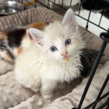 Lunchbox -  Domestic Long Hair and Extra Toes Cat Hemingway Polydactyl Cat for Adoption in La Grange, Kentucky - Lunchbox | PetCurious