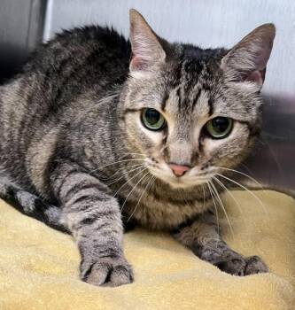 Callie -  Domestic Short Hair Cat for Adoption in Golden, Colorado - Callie | PetCurious