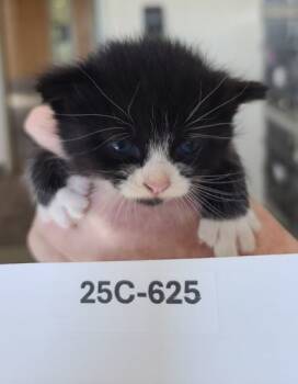 Rescue Domestic Short Hair Cats for Adoption in Willmar, Minnesota - Wednesday | PetCurious