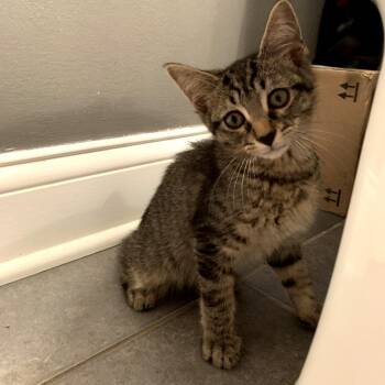 Vito -  Domestic Short Hair Cat for Adoption in La Grange, Kentucky - Vito | PetCurious