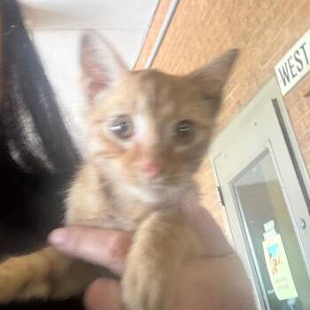 Ellis -  Domestic Short Hair Cat for Adoption in Birmingham, Alabama - Ellis | PetCurious