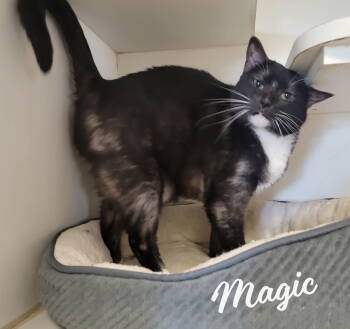 Rescue Tuxedo and Domestic Short Hair Cats for Adoption in Houston, Texas - Magic #smoke-tuxedo | PetCurious