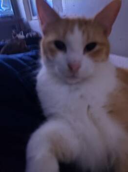Scooter -  Domestic Short Hair Cat for Adoption in Cromwell, Kentucky - Scooter | PetCurious