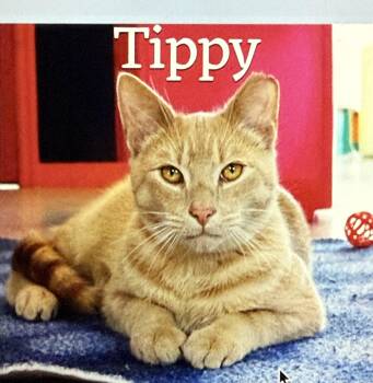 Domestic Short Hair Cats Available for Adoption - Tippy | PetCurious