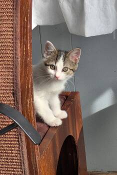 Domestic Short Hair Cats Available for Adoption - Lemonade | PetCurious