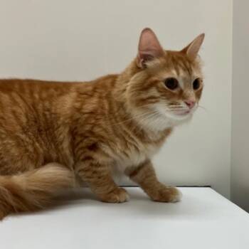 Rory NRAR -  Domestic Medium Hair Cat for Adoption in Merrifield, Virginia - Rory NRAR | PetCurious