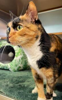 Rescue Domestic Short Hair Cats for Adoption in Wilmington, North Carolina - Smudge | PetCurious