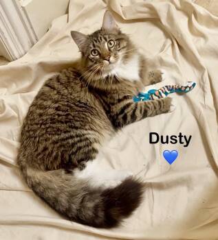 Tabby and Tuxedo Cats Available for Adoption - Dusty - Courtesy Post | PetCurious