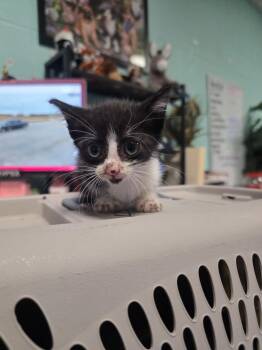 Domestic Short Hair Cats Available for Adoption in Rockport, Texas - K4 | PetCurious