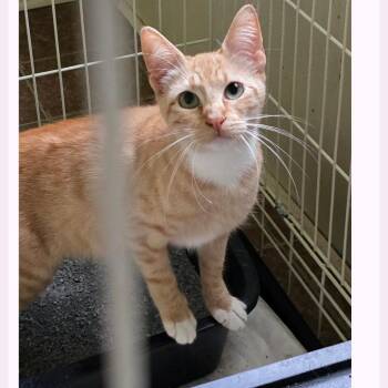 Domestic Short Hair Cats Available for Adoption in Austin, Texas - Mango Sherbet | PetCurious