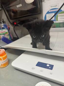 Picasso -  Domestic Short Hair Cat for Adoption in Shelbyville, Tennessee - Picasso | PetCurious