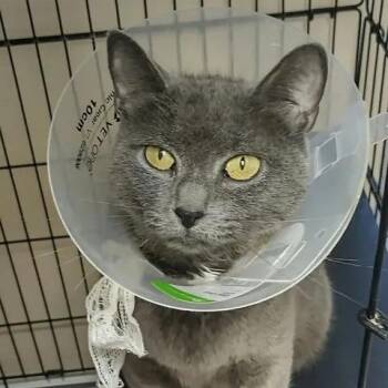 Stormcloud -  Domestic Short Hair Cat for Adoption in Winthrop, Maine - Stormcloud | PetCurious