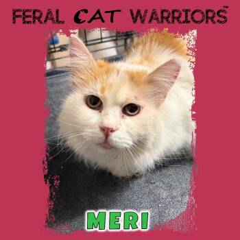 Manx and Domestic Medium Hair Cats Available for Adoption in Kingman, Arizona - Meri | PetCurious