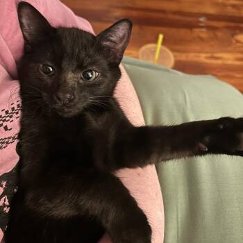 Goliath -  Domestic Short Hair Cat for Adoption in Philadelphia, Pennsylvania - Goliath | PetCurious