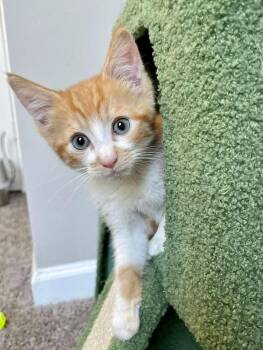 Crow -  Domestic Short Hair Cat for Adoption in Salisbury, North Carolina - Crow | PetCurious