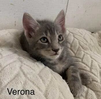 Domestic Short Hair Cats Available for Adoption in Oviedo, Florida - Verona | PetCurious