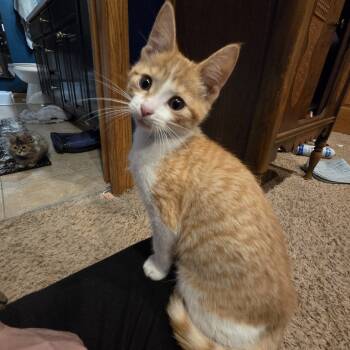 Rescue Domestic Short Hair Cats for Adoption in Buffalo, Minnesota - Orange | PetCurious