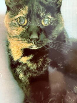 Rescue Tortoiseshell Cats for Adoption - Smidget | PetCurious