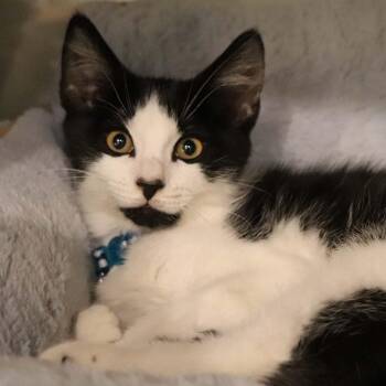 H213057 Fives -  Domestic Short Hair Cat for Adoption in Port Washington, New York - H213057 Fives | PetCurious