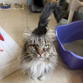 Domestic Long Hair and Domestic Short Hair Cats Available for Adoption in East Montpelier, Vermont - Tabby | PetCurious